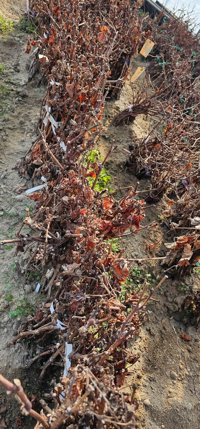 뿌리묘목농원님의 장터 판매 상품 [거봉자옥 삽목1년생(특묘)] 첨부 사진