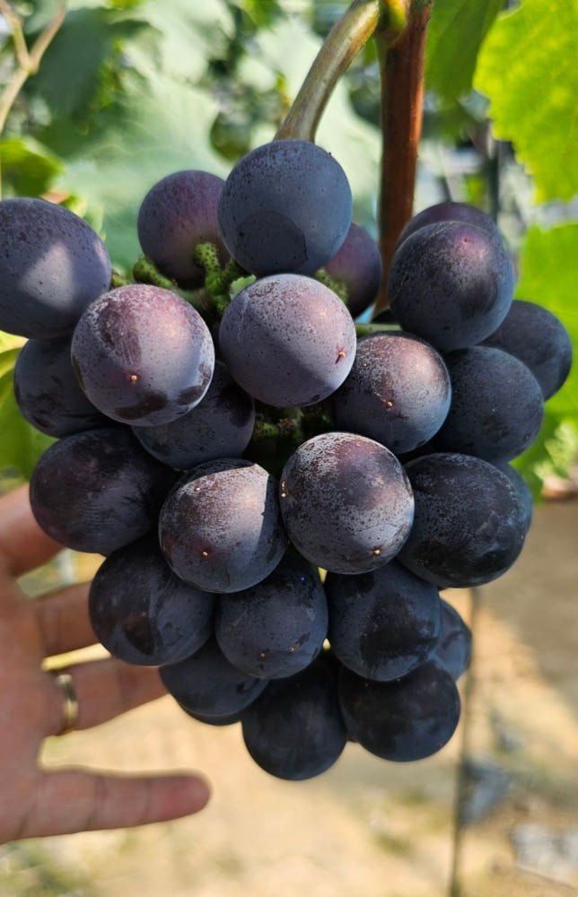 장터 상품 [거봉자옥 삽목1년생(특묘)] 썸네일