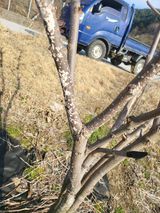 팜모닝 감·병해충상담 게시글 이미지