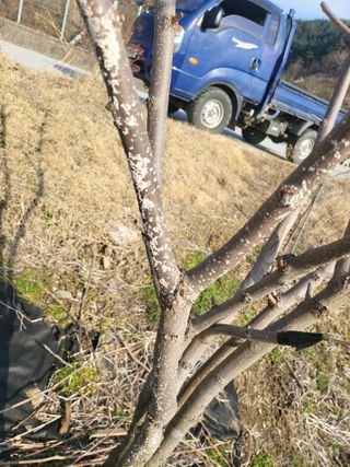 주우돈님의 감 · 병해충상담 작성글 사진