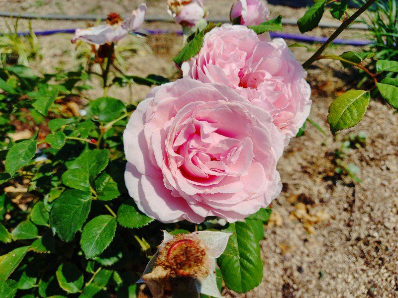 장터 상품 [유럽 사계 장미] 썸네일