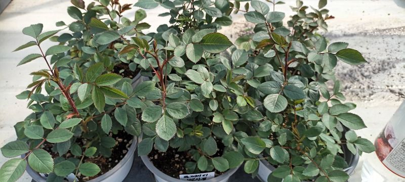 박정미님의 장터 판매 상품 [유럽 사계 장미] 첨부 사진