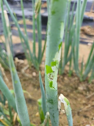 떡대님의 파 · 병해충상담 작성글 사진