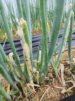 떡대님의 파 · 병해충상담 작성글 사진