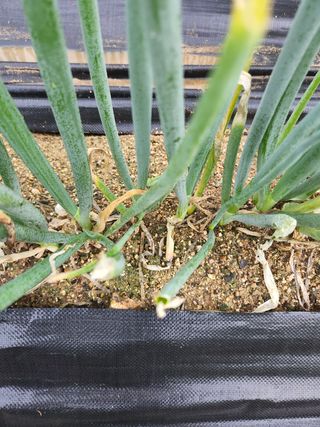 떡대님의 파 · 병해충상담 작성글 사진