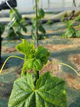 팜모닝 오이·병해충상담 게시글 이미지