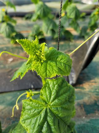 빅파머님의 오이 · 병해충상담 작성글 사진