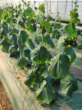 빅파머님의 오이 · 병해충상담 작성글 사진