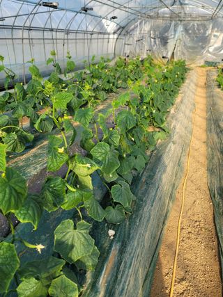 빅파머님의 오이 · 병해충상담 작성글 사진