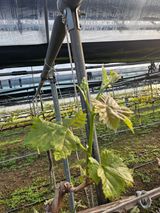 팜모닝 포도·영농일지 게시글 이미지