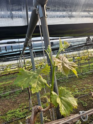 정세화님의 포도 · 영농일지 작성글 사진