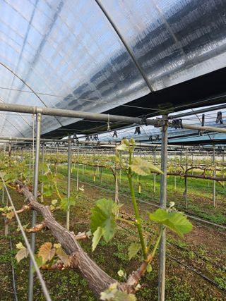 정세화님의 포도 · 영농일지 작성글 사진