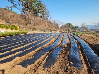 정영기대산축산농부♡님의 감자 · 영농일지 작성글 사진