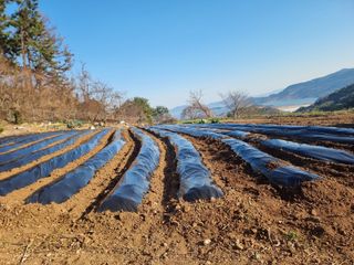정영기대산축산농부♡님의 감자 · 영농일지 작성글 사진