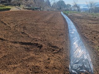 정영기대산축산농부♡님의 감자 · 영농일지 작성글 사진