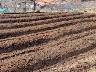 정영기대산축산농부♡님의 감자 · 영농일지 작성글 사진