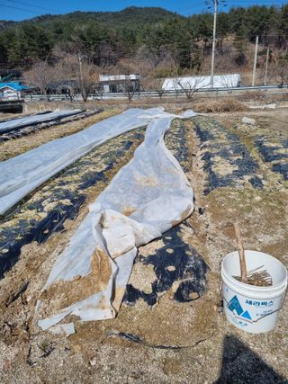 참깨16081님의 참깨 · 영농일지 작성글 사진
