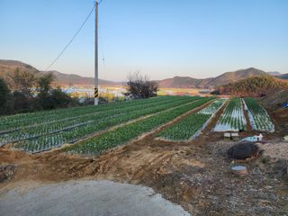 임영규님의 마늘 · 병해충상담 작성글 사진