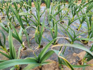 임영규님의 마늘 · 병해충상담 작성글 사진