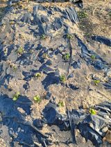 팜모닝 자유주제·자유게시판 게시글 이미지