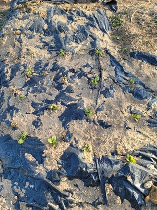 배고파요님의 자유주제 · 자유게시판 작성글 사진