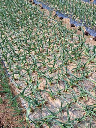 백종구님의 농사, 무엇이든 물어보세요! · 참여글 작성글 사진