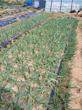 백종구님의 농사, 무엇이든 물어보세요! · 참여글 작성글 사진