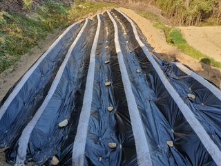 이미영님의 감자 · 영농일지 작성글 사진