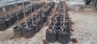 이동훈님의 감 · 자유게시판 작성글 사진