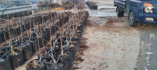 이동훈님의 감 · 자유게시판 작성글 사진