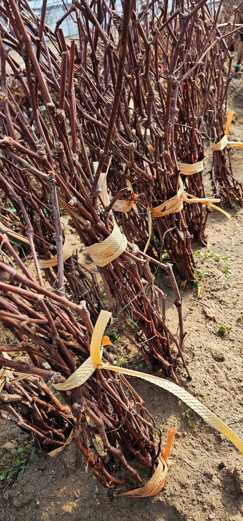 장터 상품 [MBA머루포도 삽목1년생] 썸네일