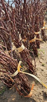 팜모닝 · 게시글 이미지