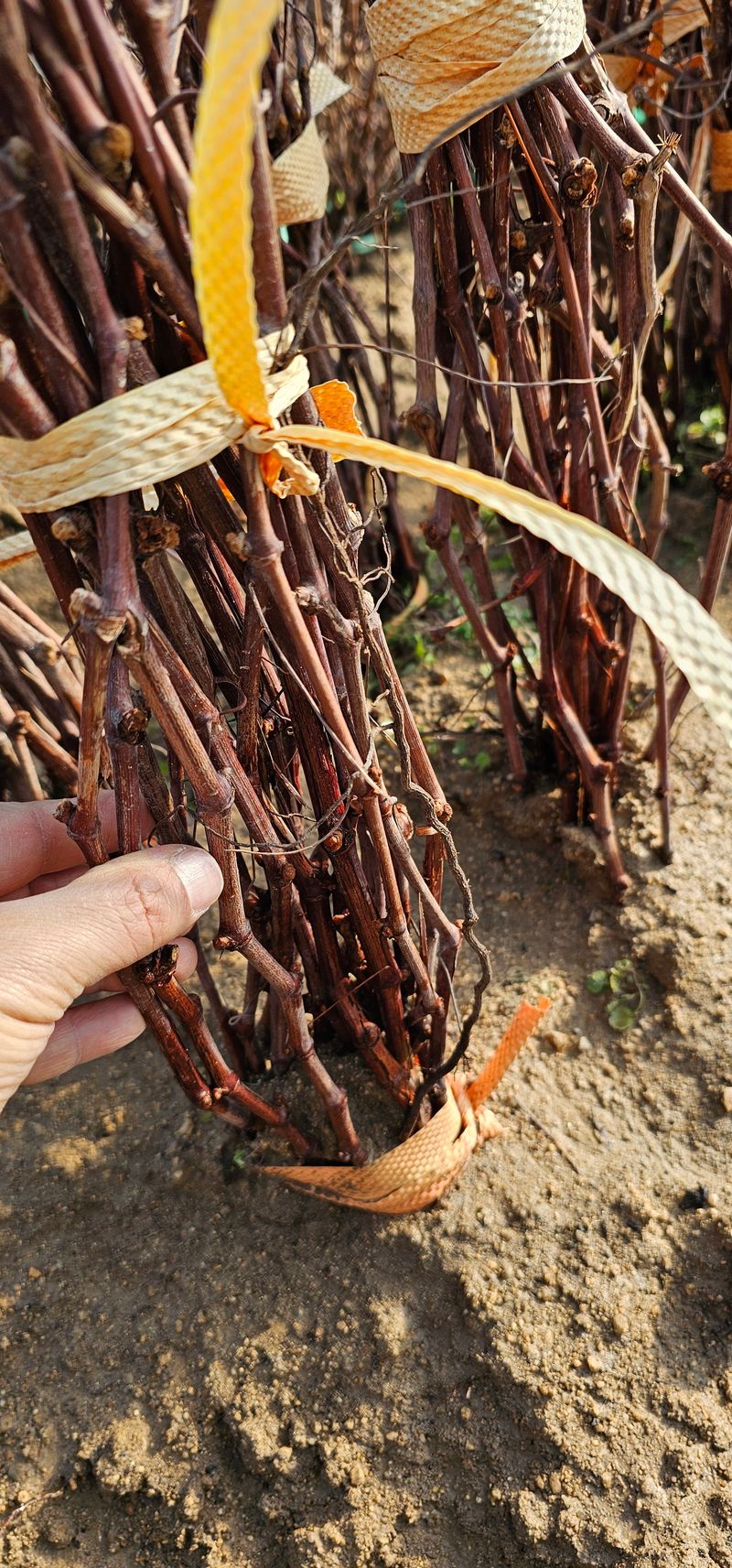 뿌리묘목농원님의 장터 판매 상품 [MBA머루포도 삽목1년생] 첨부 사진