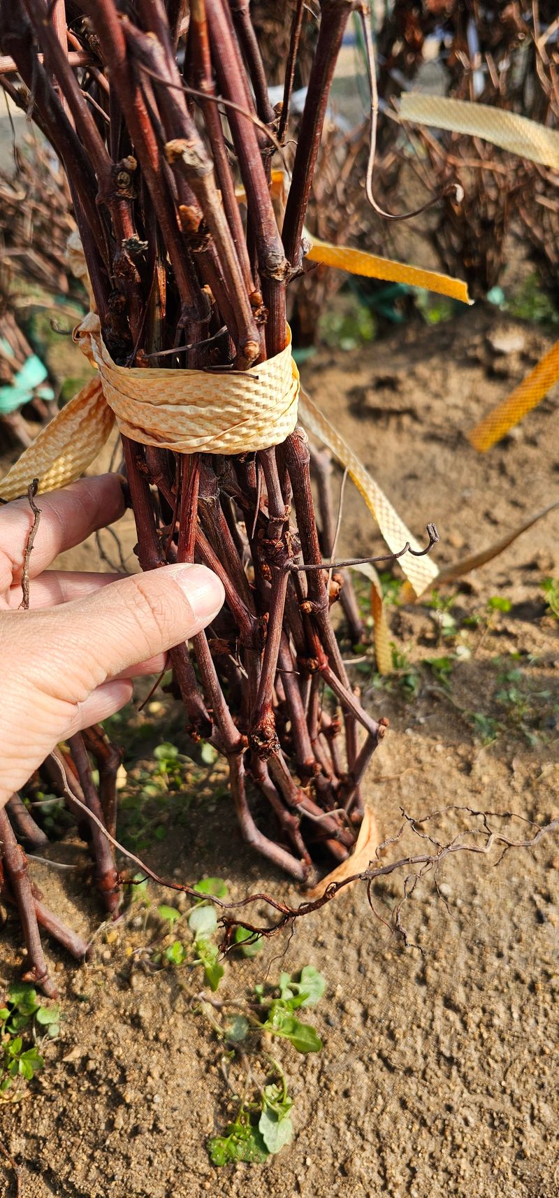 뿌리묘목농원님의 장터 판매 상품 [MBA머루포도 삽목1년생] 첨부 사진