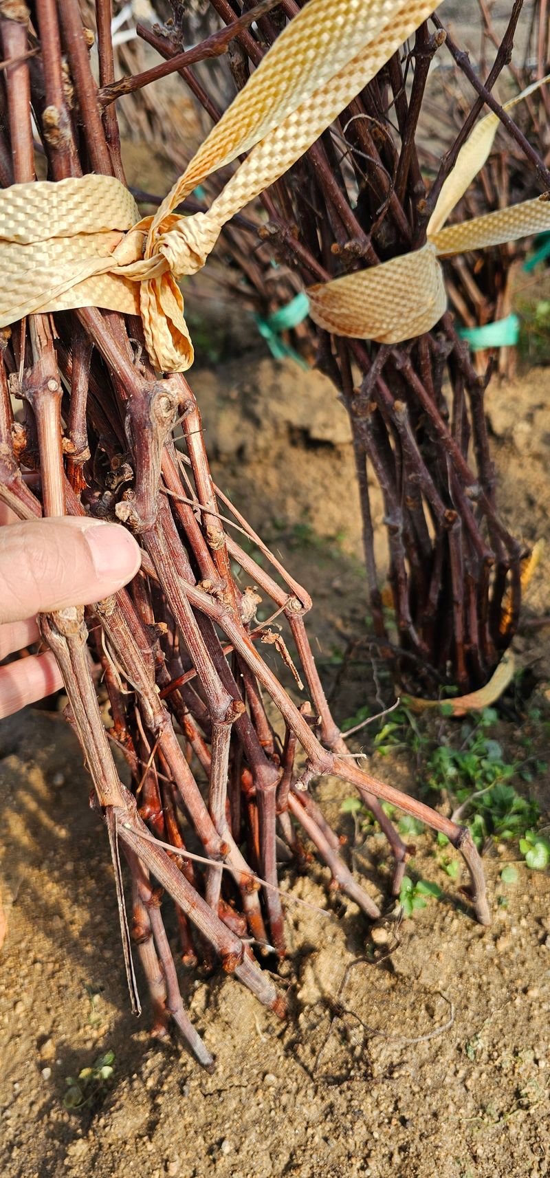 뿌리묘목농원님의 장터 판매 상품 [MBA머루포도 삽목1년생] 첨부 사진