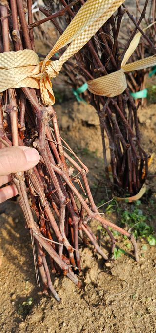 뿌리묘목농원님의 작성글 사진