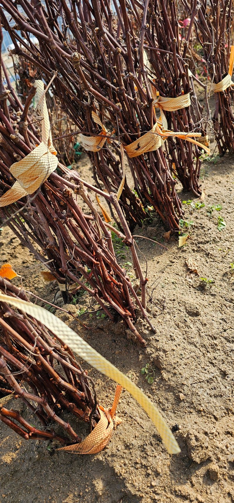 뿌리묘목농원님의 장터 판매 상품 [MBA머루포도 삽목1년생] 첨부 사진