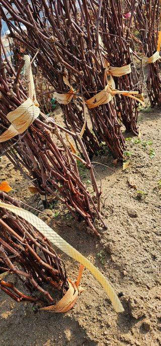 뿌리묘목농원님의 작성글 사진