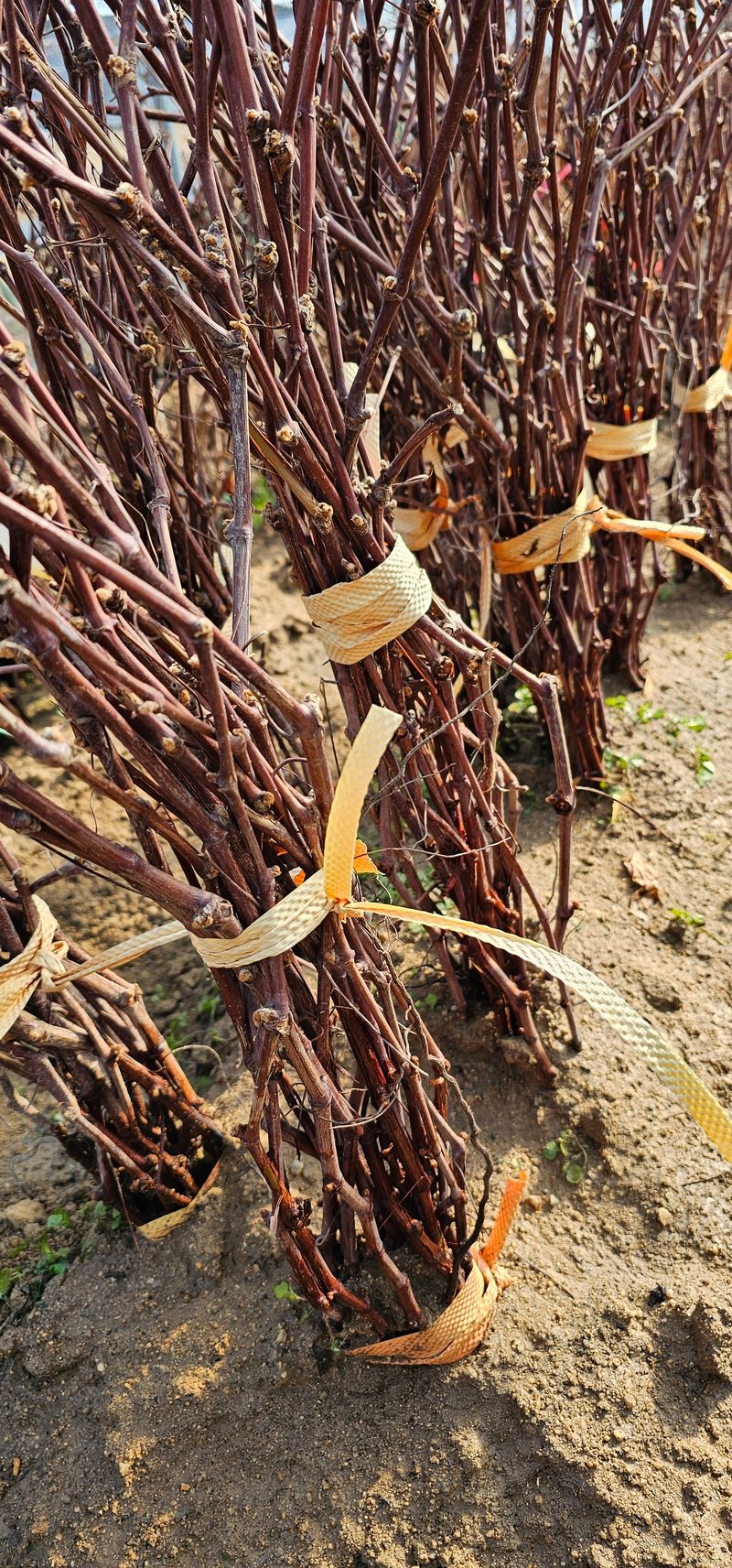 뿌리묘목농원님의 장터 판매 상품 [MBA머루포도 삽목1년생] 첨부 사진