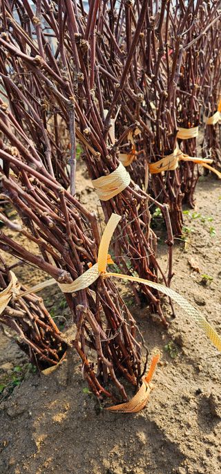 뿌리묘목농원님의 작성글 사진