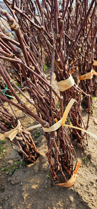뿌리묘목농원님의 작성글 사진