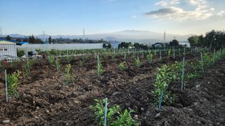 김병석님의 귤 · 영농일지 작성글 사진