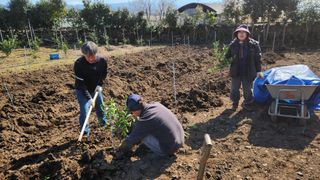 김병석님의 귤 · 영농일지 작성글 사진