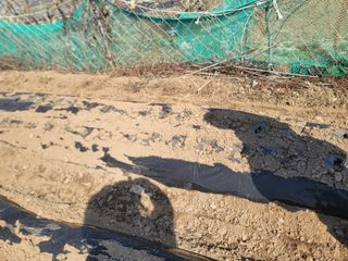 이석기님의 감자 · 영농일지 작성글 사진