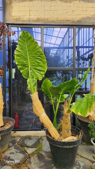 이순철님의 농사, 무엇이든 물어보세요! · 참여글 작성글 사진