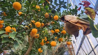 이순철님의 농사, 무엇이든 물어보세요! · 참여글 작성글 사진