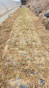 팜모닝 마늘·일상 게시글 이미지