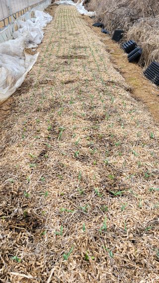 건달 농장(최승혁)님의 마늘 · 일상 작성글 사진