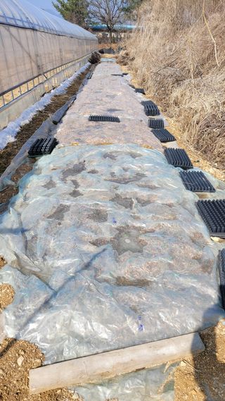 건달 농장(최승혁)님의 마늘 · 일상 작성글 사진