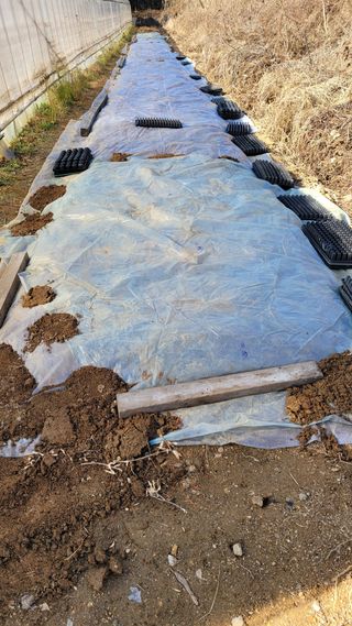 건달 농장(최승혁)님의 마늘 · 일상 작성글 사진